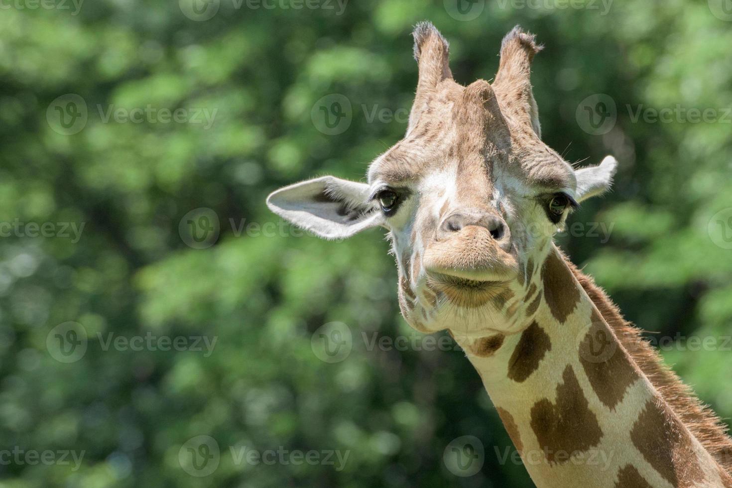 isolerat giraff stänga upp porträtt medan ser på du från hus foto