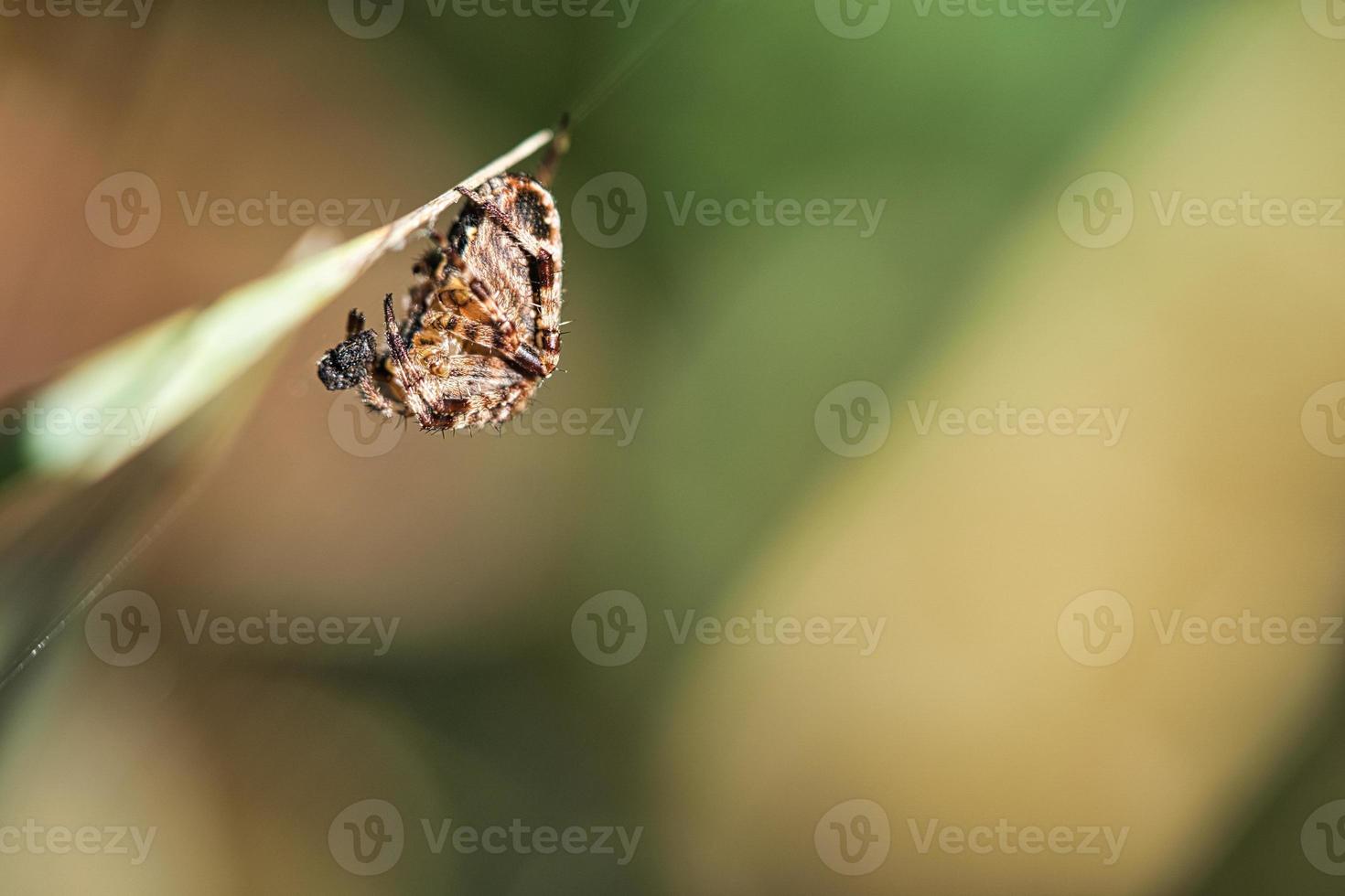 korsa Spindel hopkrupen, med byte på en blad av gräs. en användbar jägare bland insekter foto