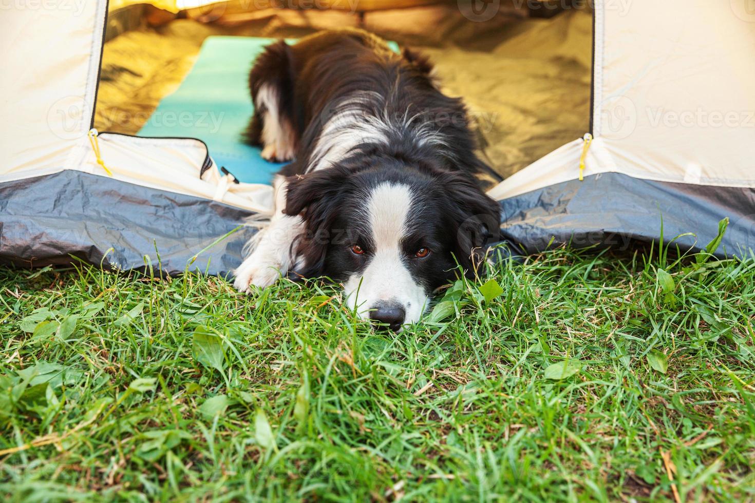 utomhus- porträtt av söt rolig valp hund gräns collie liggande ner inuti i camping tält. sällskapsdjur resa äventyr med hund följeslagare. väktare och camping skydd. resa turism begrepp foto