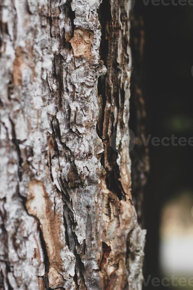 knäckt tall bark i de vinter- skog foto