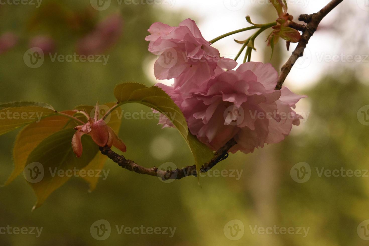 stänga upp se på rosa körsbär blommar blommande foto