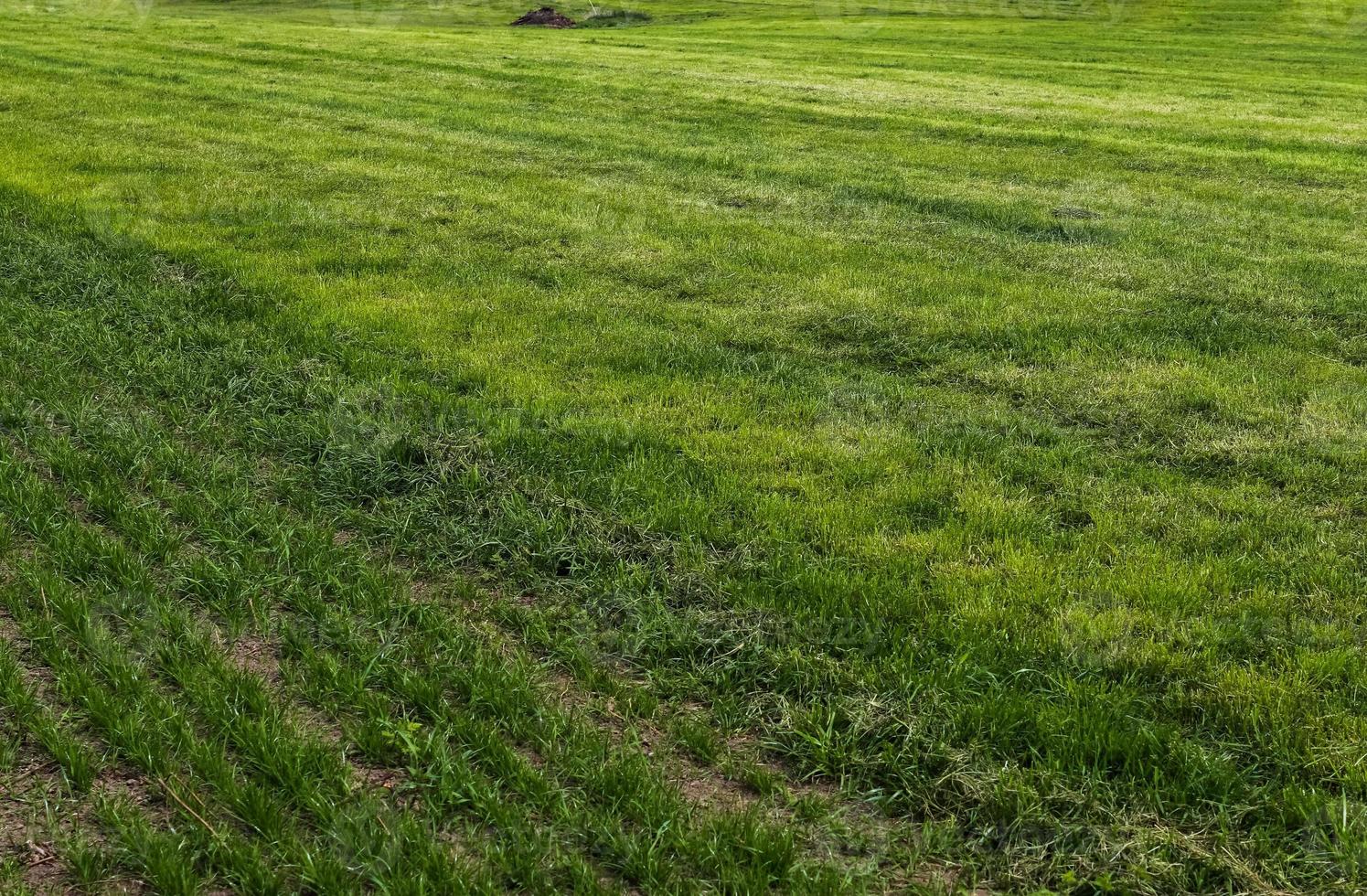 närbild yta av grönt gräs på en äng på en solig sommardag. foto