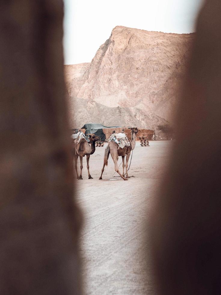 två arabiska bruna kameler foto