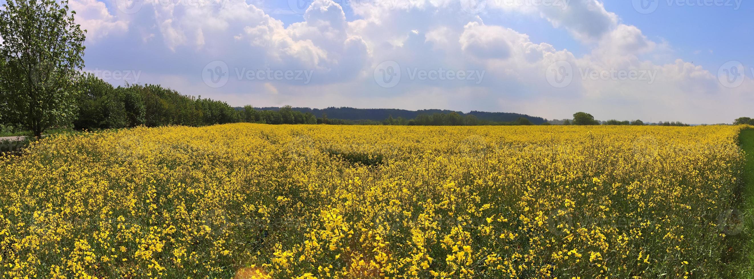 vackert högupplöst panorama av ett nordeuropeiskt landslandskap med fält och grönt gräs foto