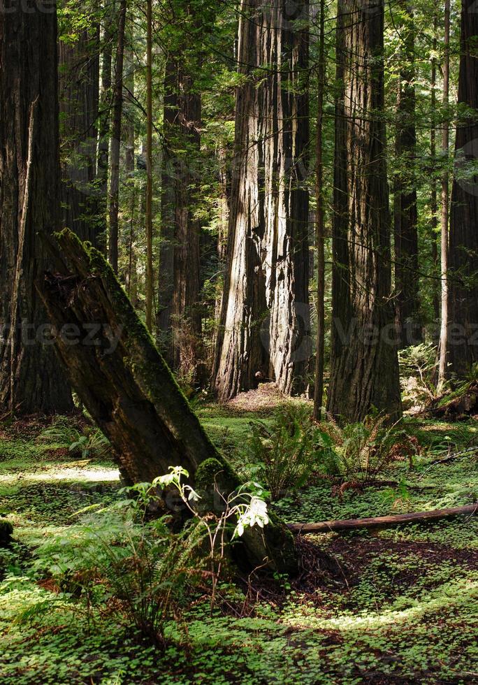 redwood träd med solljus i natur landskap skog redwood nationell och stat parkera, kalifornien foto