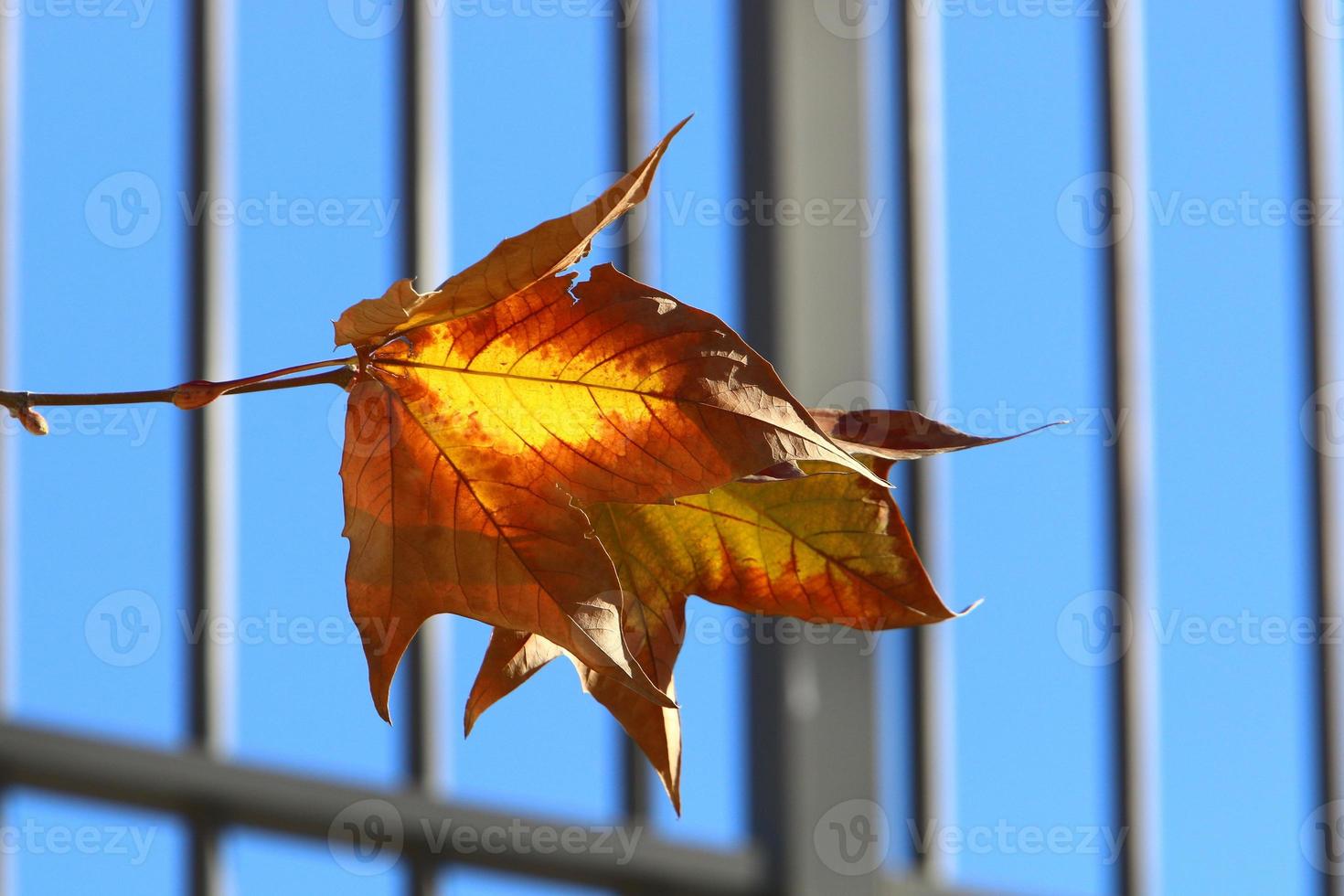 höst färgrik löv i de stad parkera. foto