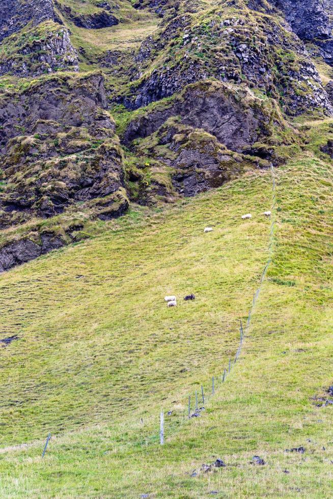 isländsk får på berg fält i island foto