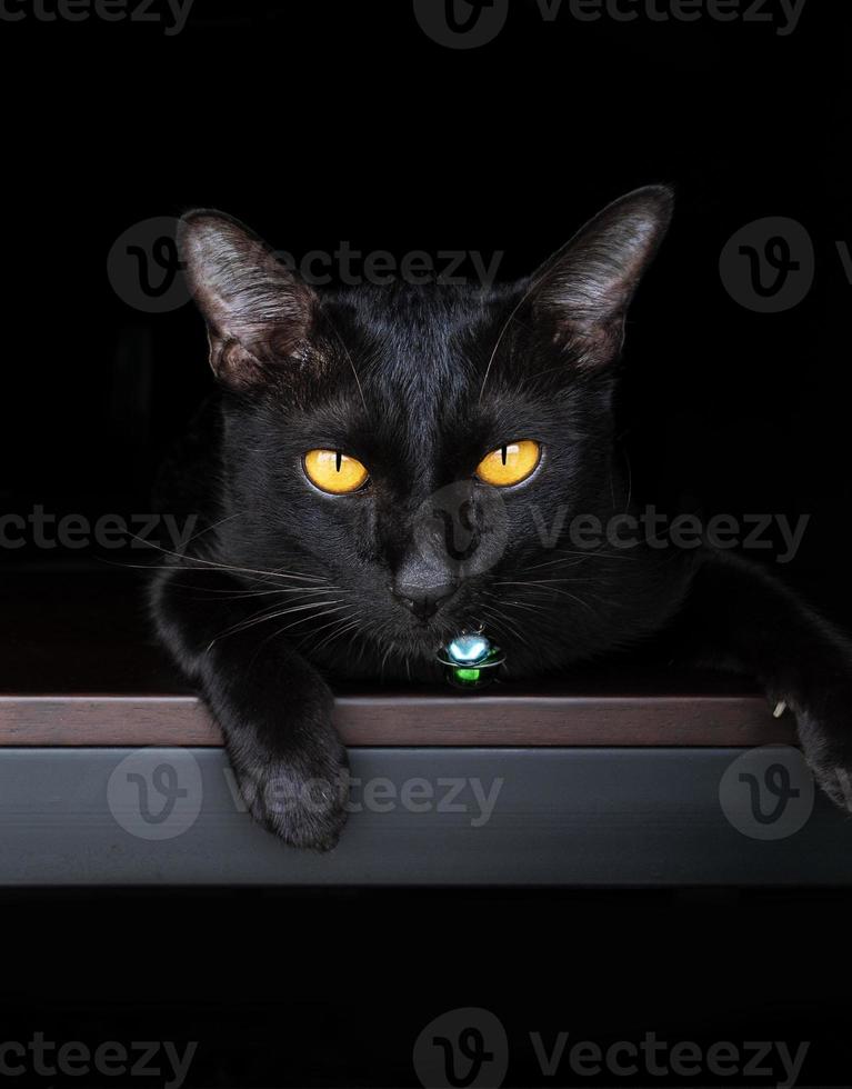 porträtt svart katt på tabell med svart bakgrund foto