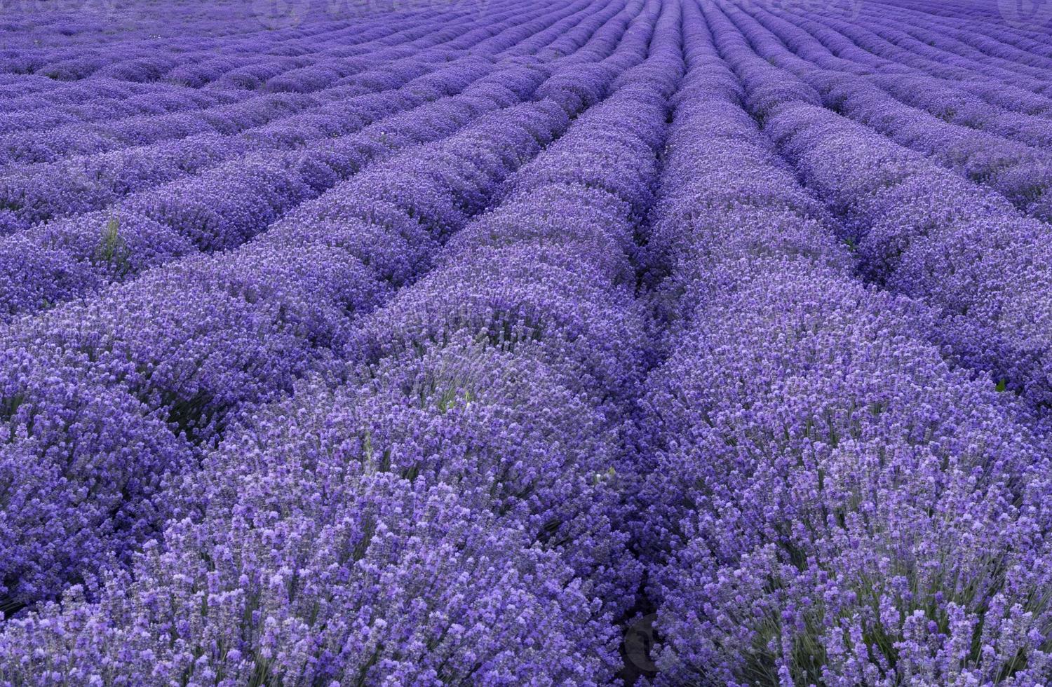 spännande landskap av blomning lavendel- rader tycka om matta foto