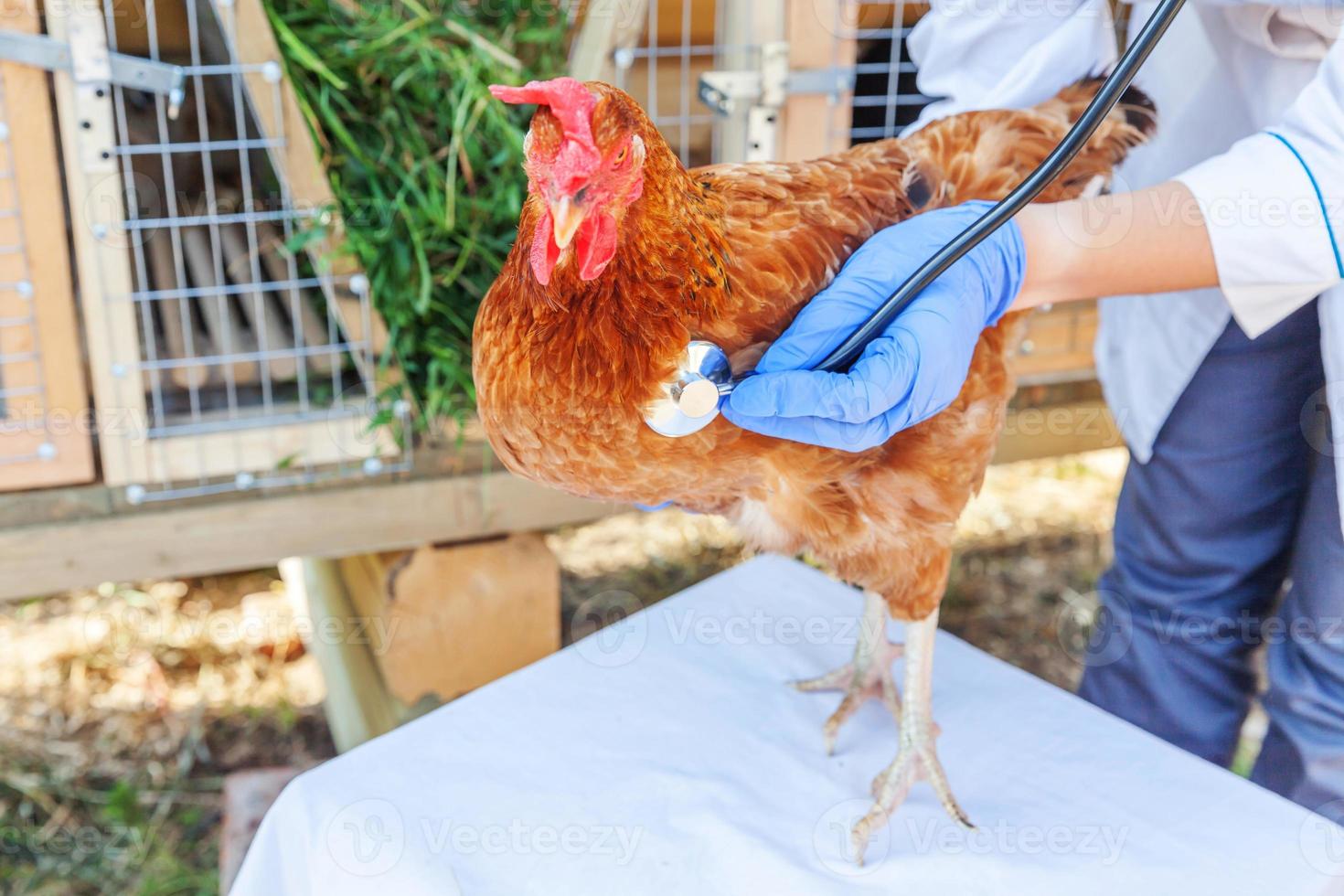 veterinär med stetoskop som håller och undersöker kyckling på ranchbakgrund. höna i veterinärhänder för kontroll på naturlig ekogård. djurvård och ekologiskt jordbruk koncept. foto