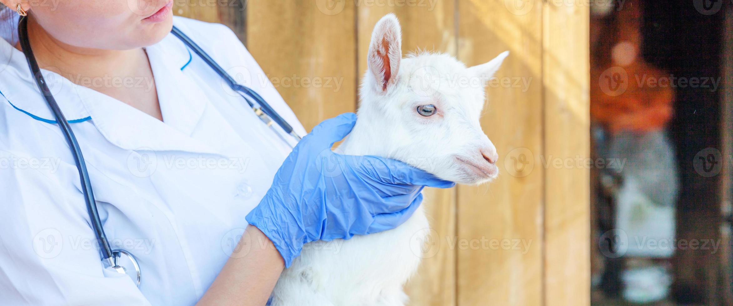 ung veterinär kvinna med stetoskop innehav och granskning get unge på ranch bakgrund. ung getling i veterinär händer för kolla upp upp i naturlig eco odla. modern djur- boskap, ekologisk jordbruk. foto