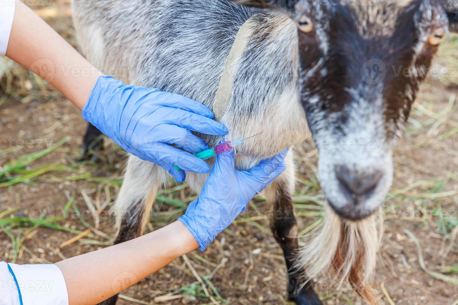 veterinär kvinna med spruta innehav och injicera get på ranch bakgrund. ung get med veterinärhänder, vaccination i naturlig ekogård. djurvård, modern boskap, ekologiskt jordbruk. foto