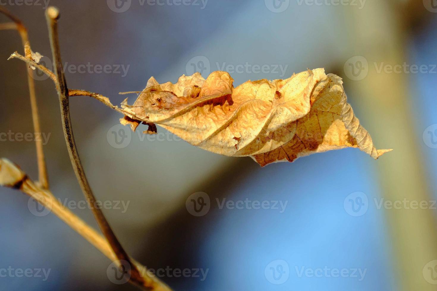 isolerat död- brun lönn blad i vinter- med sent eftermiddag Sol foto
