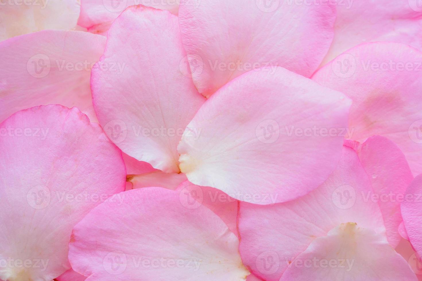 vackra rosa rosenblad för alla hjärtans dag bakgrund ovanifrån foto