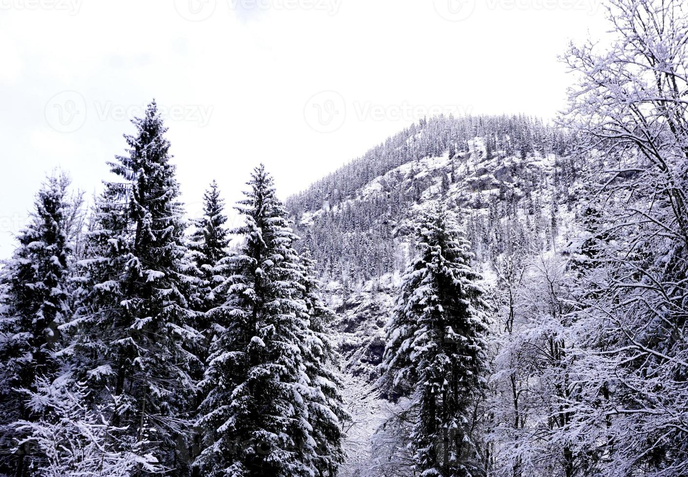 hallstatt vinter- snö berg landskap de tall skog i höglänt dal leder till de gammal salt mina av hallstatt i snöig dag, österrike foto