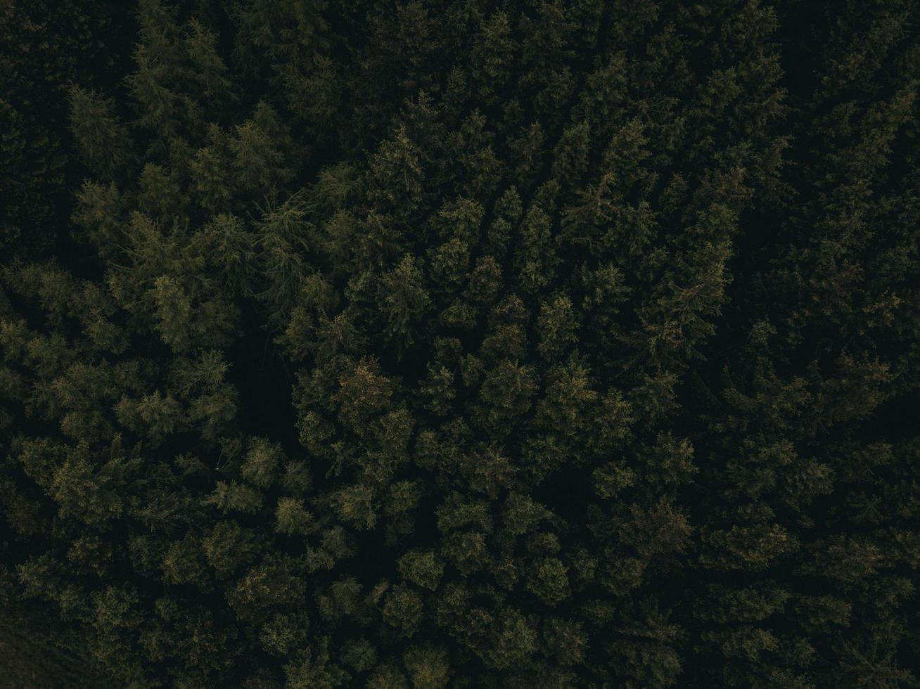 flygfotografering av gröna träd foto