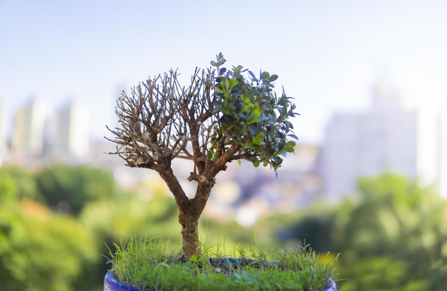 närbild av ett bonsaiträd foto