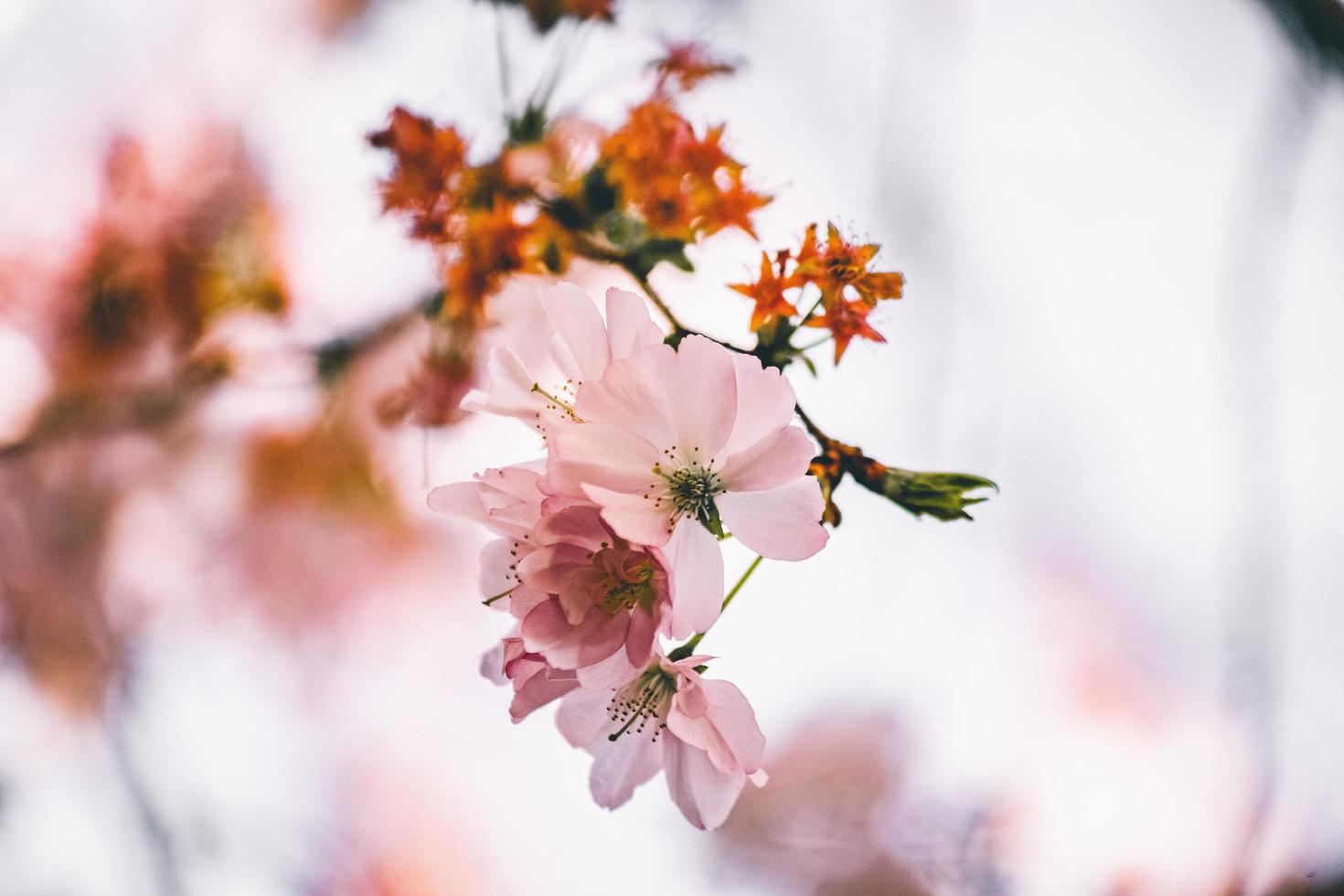 rosa och vita blommor foto