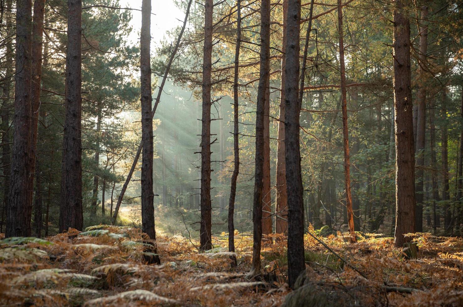 solsken genom träden foto