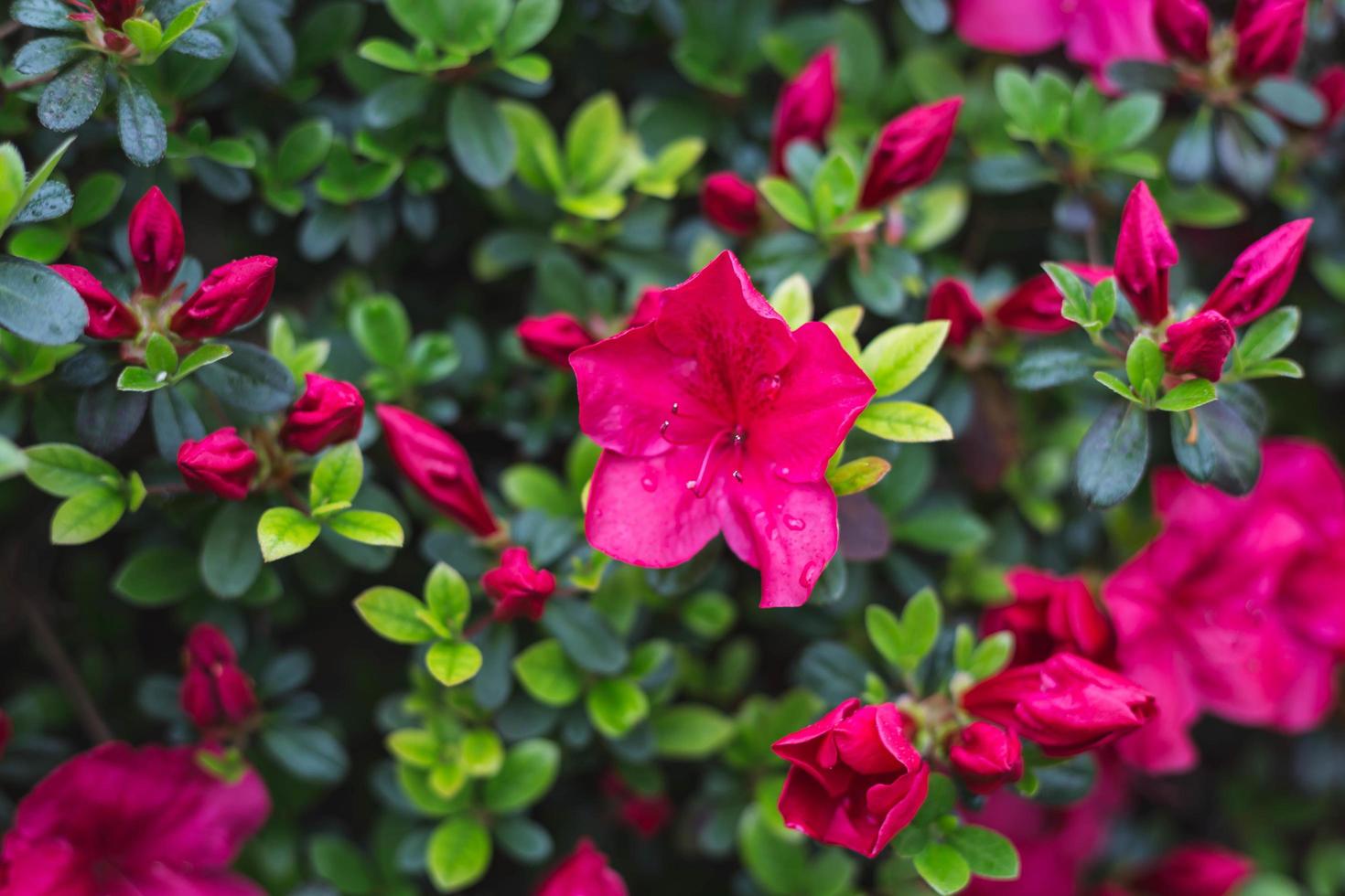 närbild av en röd blomma som blommar foto