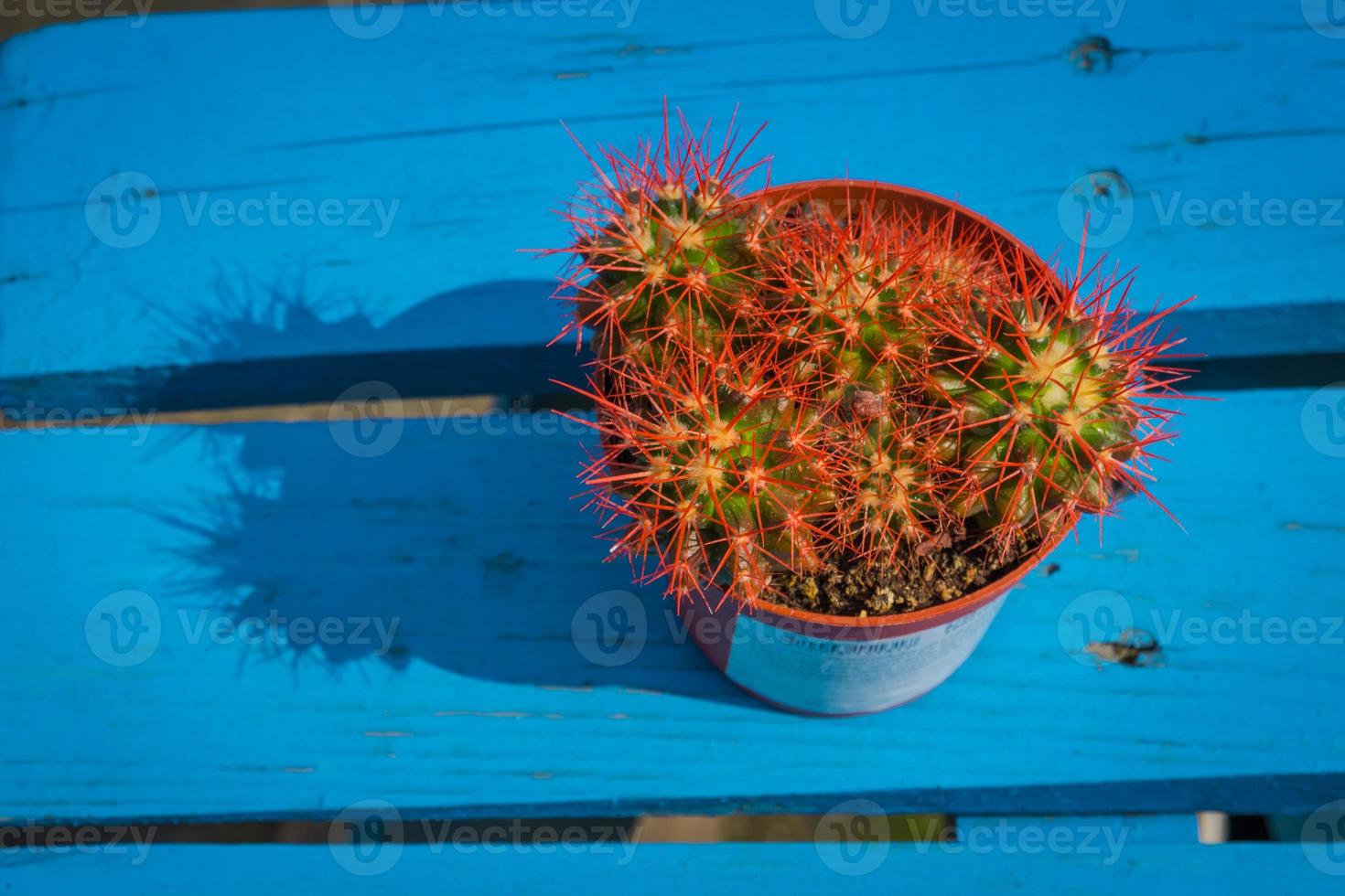 grusonii regnbåge kaktus foto