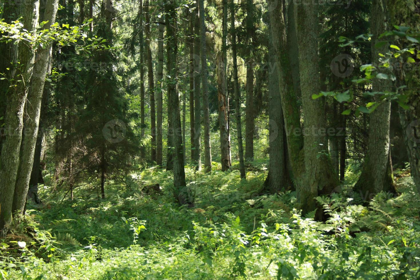 naturlig skog av gran träd, rustik grön naturlig landskap, vild skog, mystiker atmosfär i de skog foto