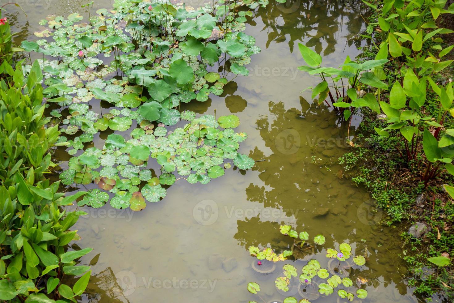 vatten lilja eller lotus blomma i de trädgård damm foto