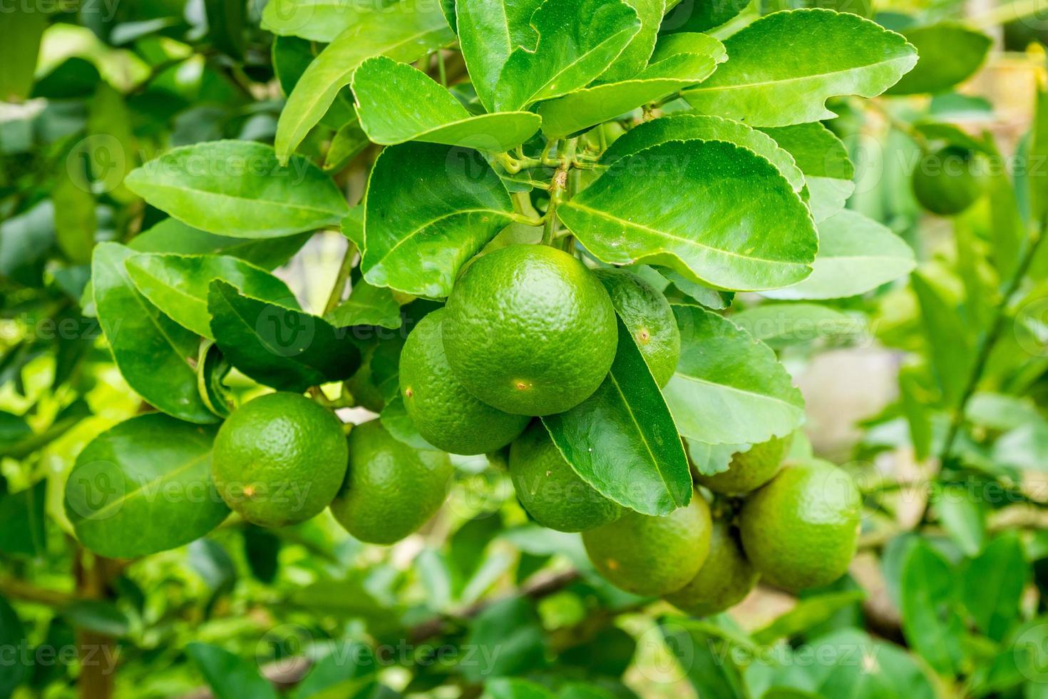 färska gröna citronlimefrukter på träd i ekologisk trädgård foto