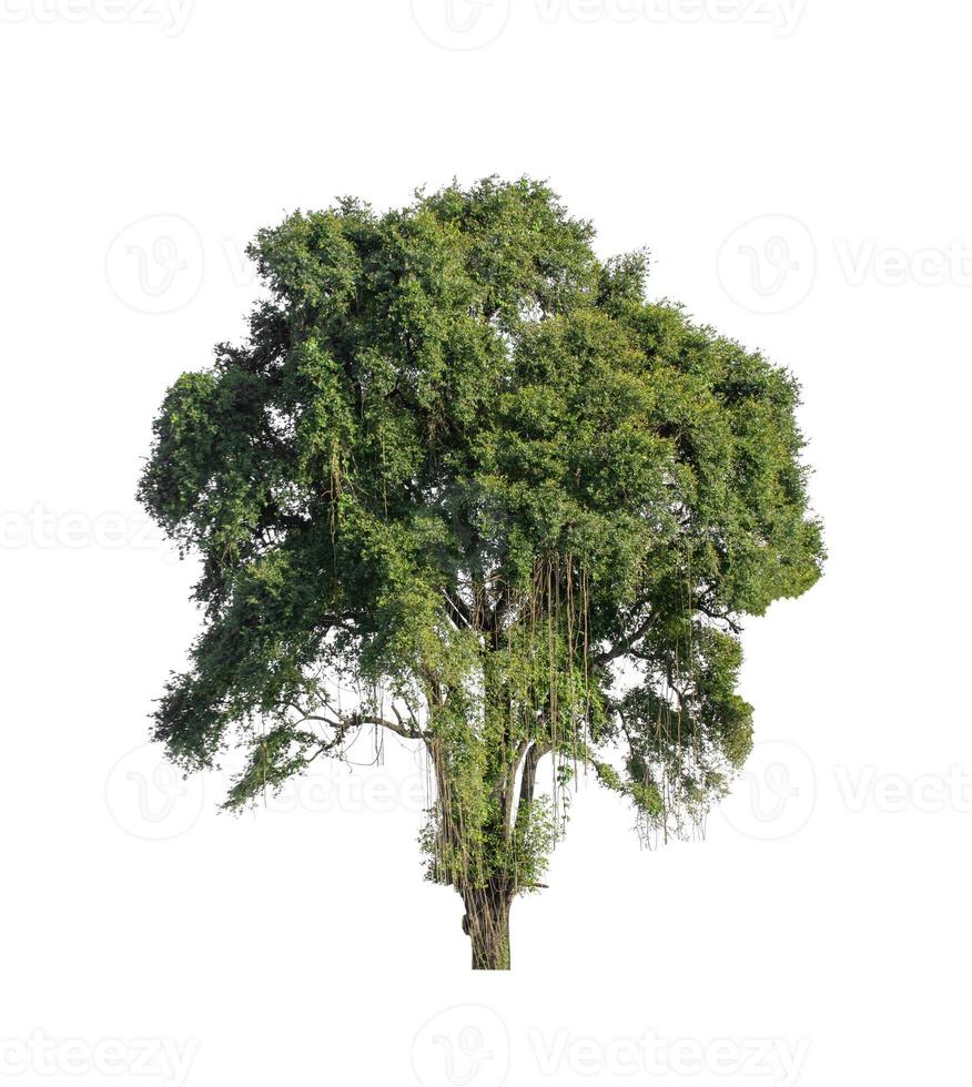 träd den där är isolerat på en vit bakgrund är lämplig för både utskrift och webb sidor foto