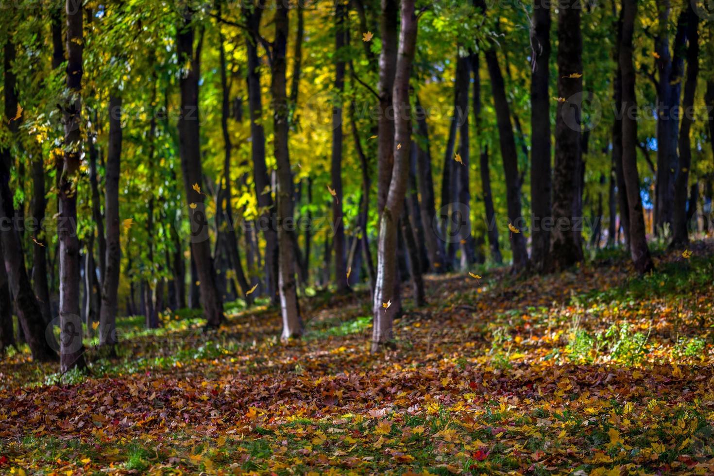 höst morgon- faller löv i lönn parkera foto