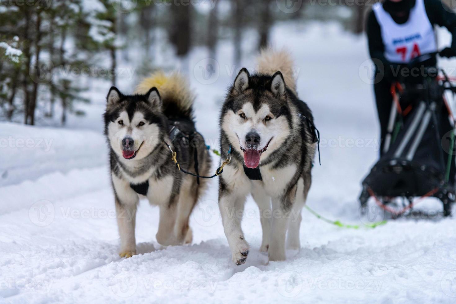 slädhundkapplöpning. husky slädhundar team i sele köra och dra hundförare. Vintersportmästerskapstävling. foto