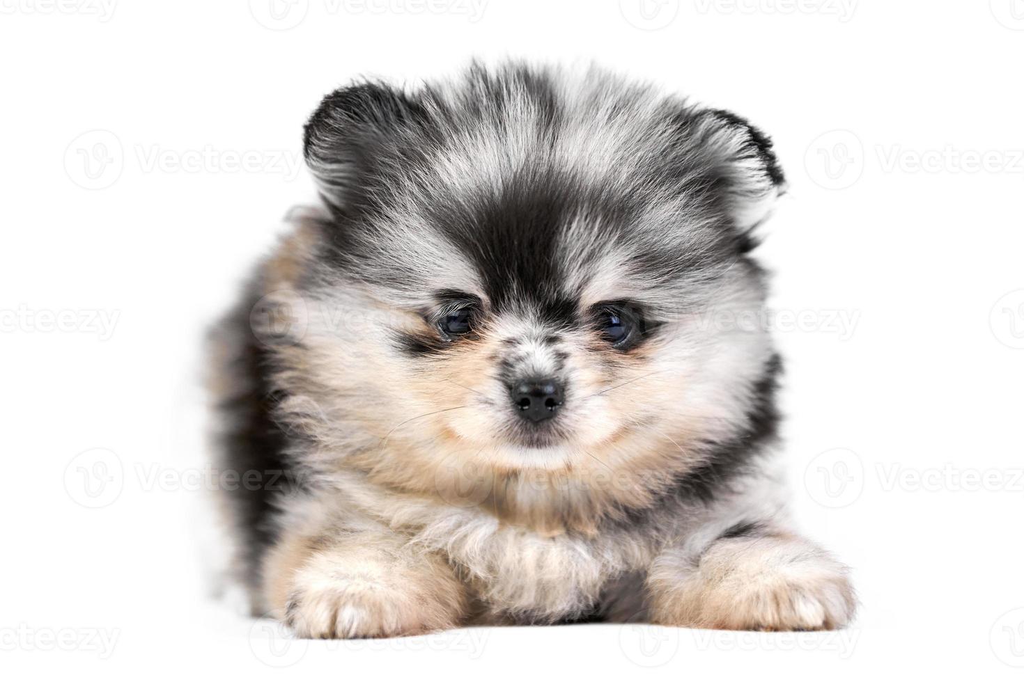 pomeranian spitz valp isolerade foto