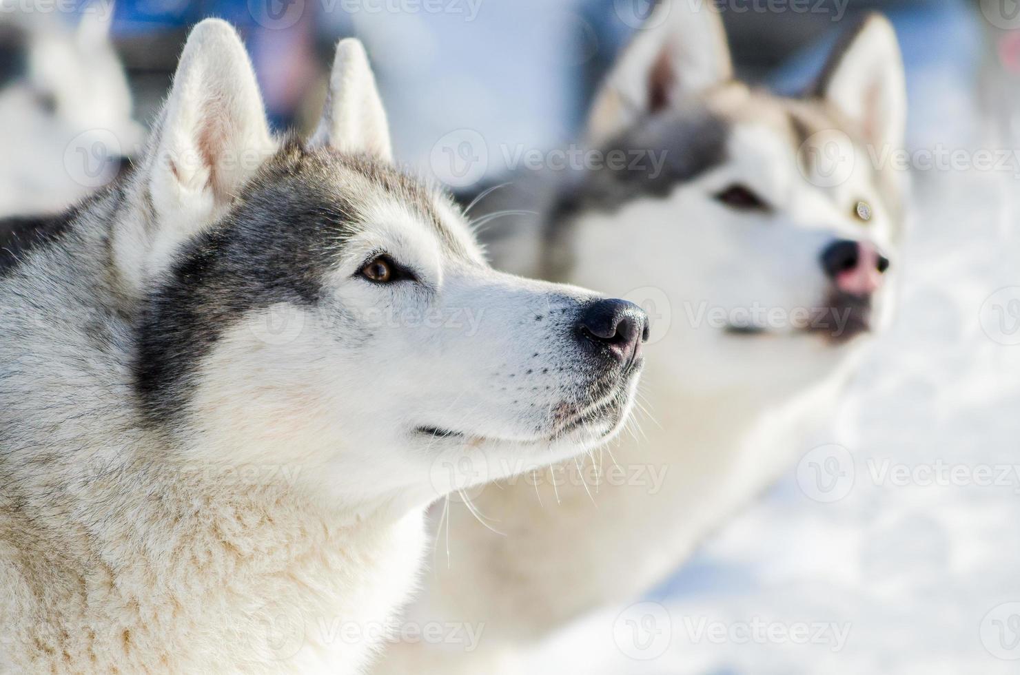 två sibirisk hes hund utomhus- ansikte porträtt. kälke hundar lopp Träning i kall snö väder. stark, söt och snabb renrasig hund för lagarbete med släde. foto