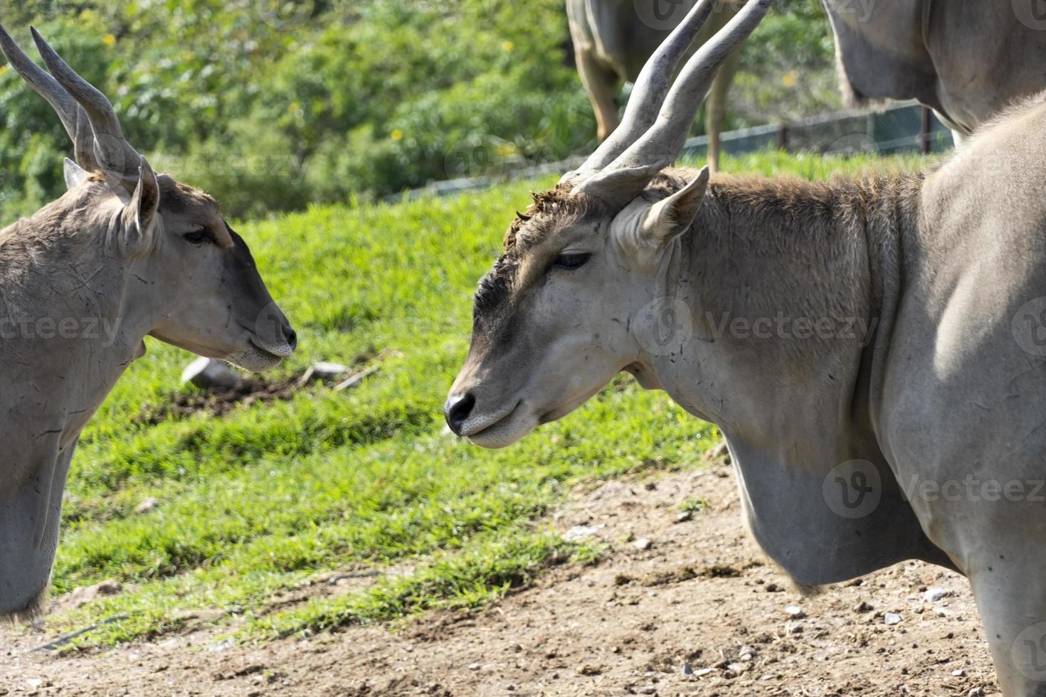 tragelaphus oryx antilop äter i en besättning, med några duvor runt om, mexico foto