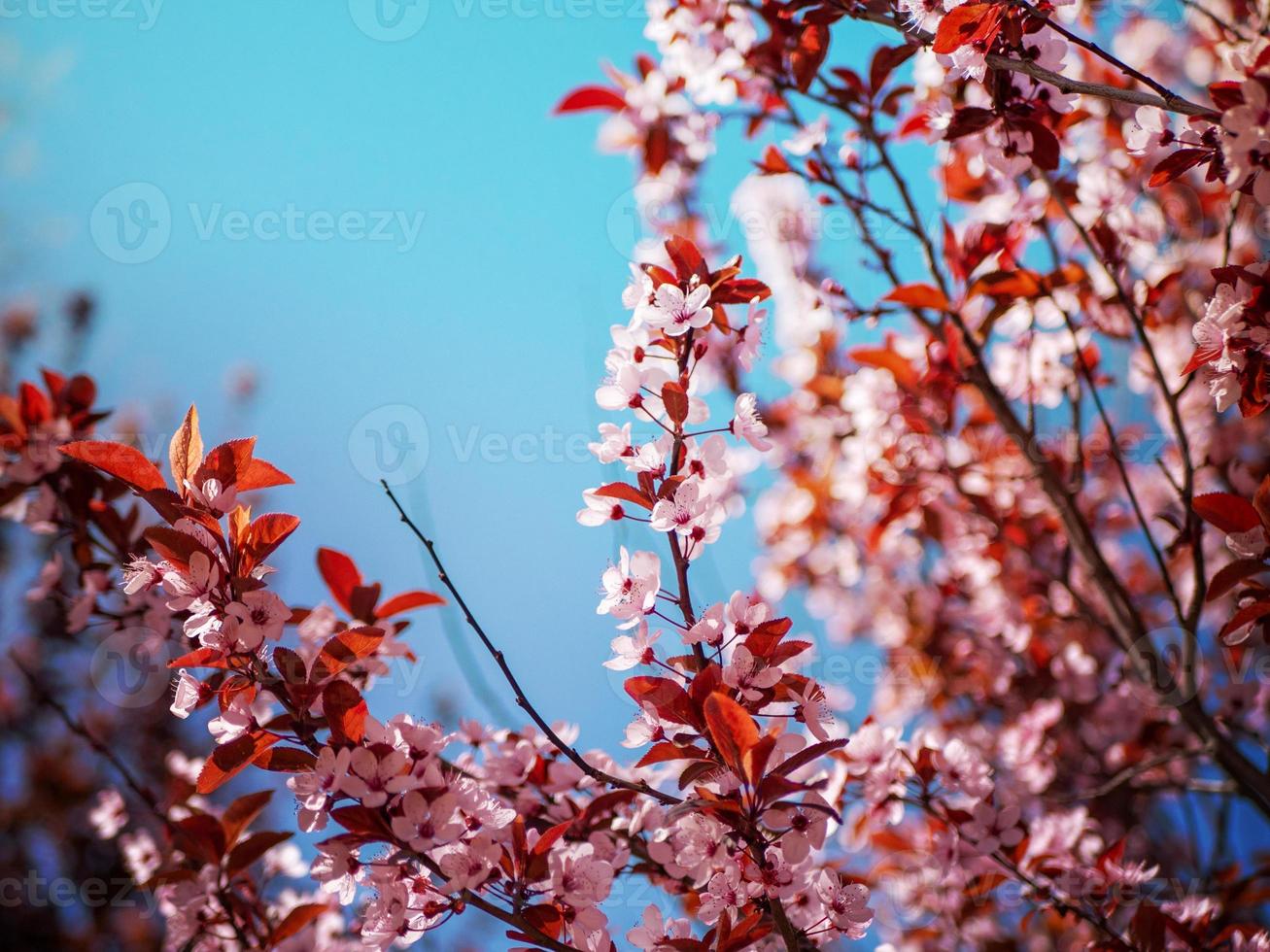 skön rosa körsbär blomma med röd löv på en klar blå himmel bakgrund foto