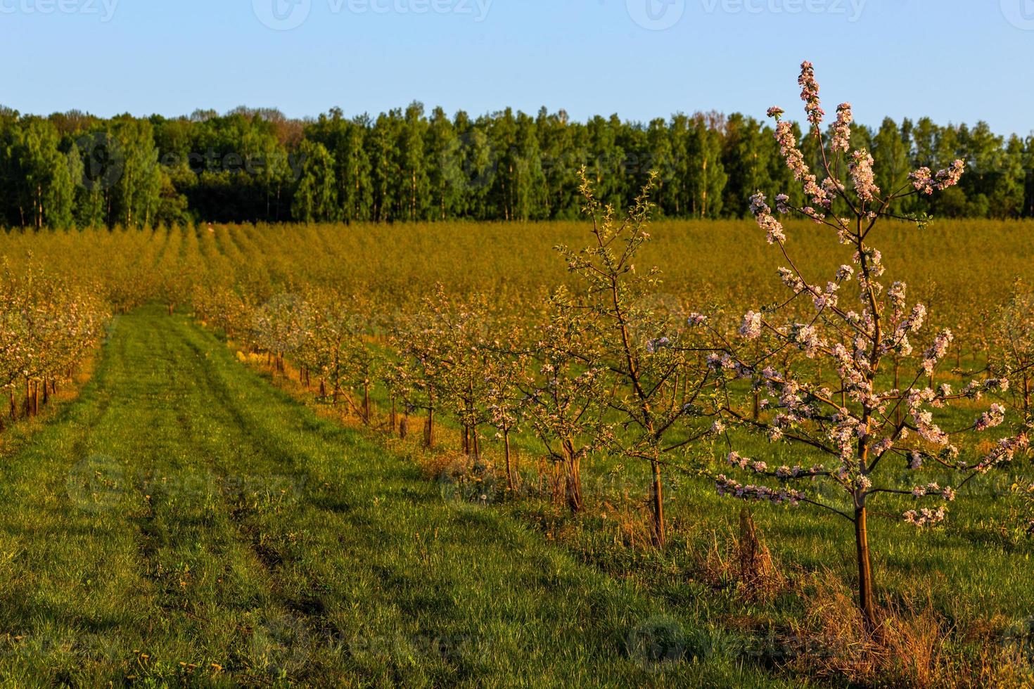 ung äpple trädgård på solig dagtid selektiv fokus foto