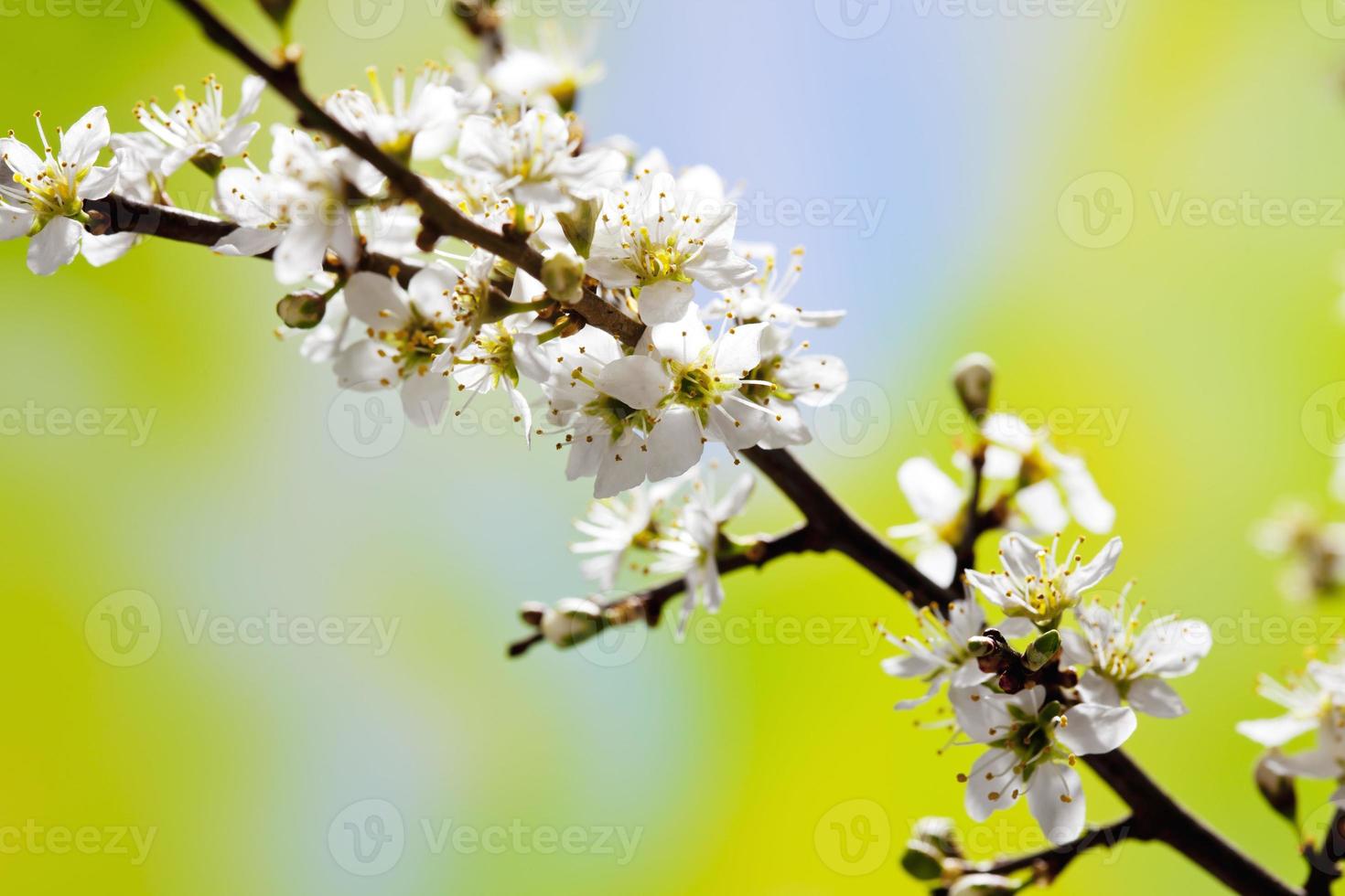 hagtorn kvist med vita blommor, crataegus laevigata foto