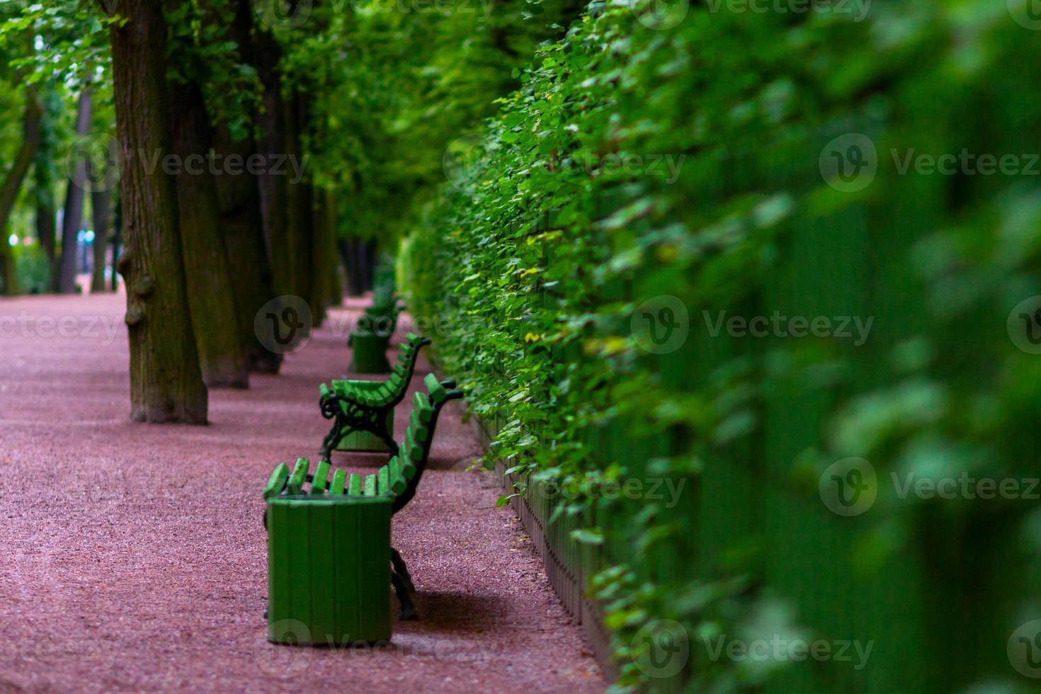 bänkar i de sommar trädgård i helgon petersburg foto