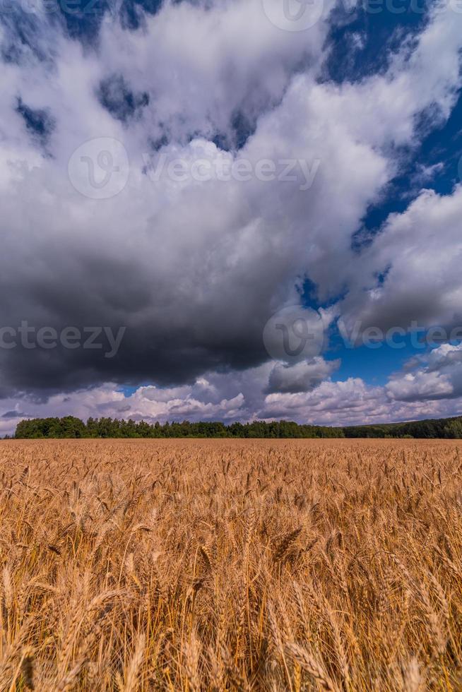 gul korn fält på dagtid under direkt solljus. grön skog och himmel med storm moln på de bakgrund. foto