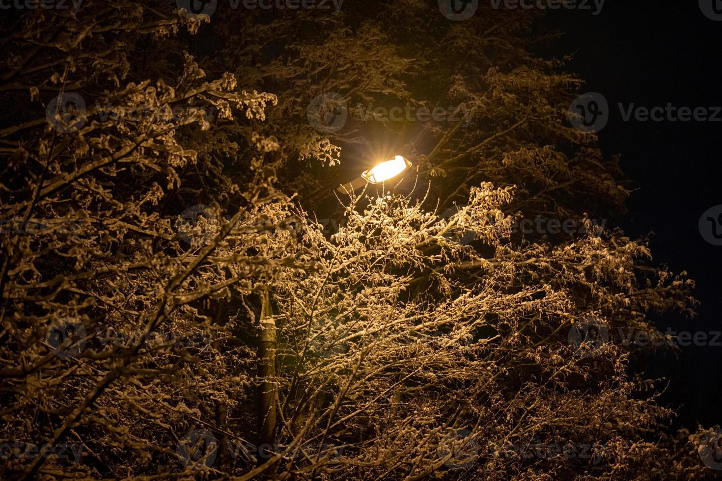 snö täckt vinter- grenar med gata lampa inuti på vinter- natt foto