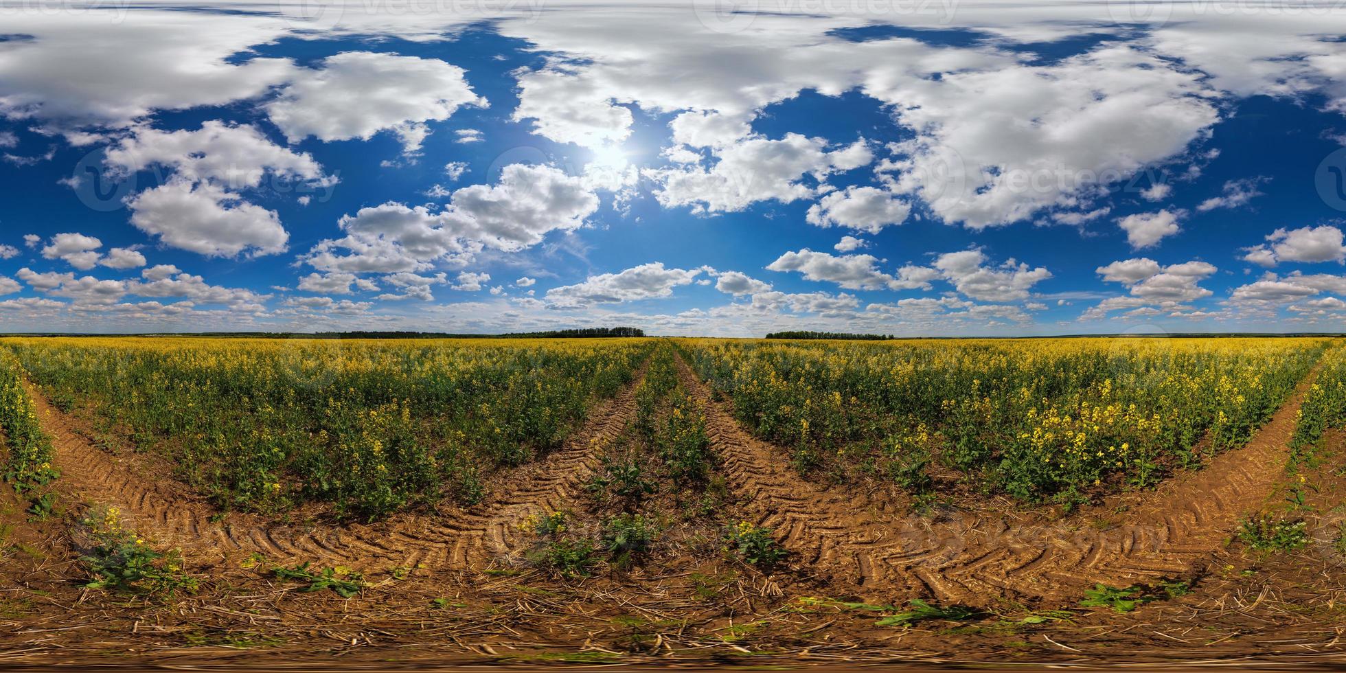 360 grad sfärisk panorama av sommar dag blommande gul rapsfrö raps fält i ekirektangulär utsprång foto