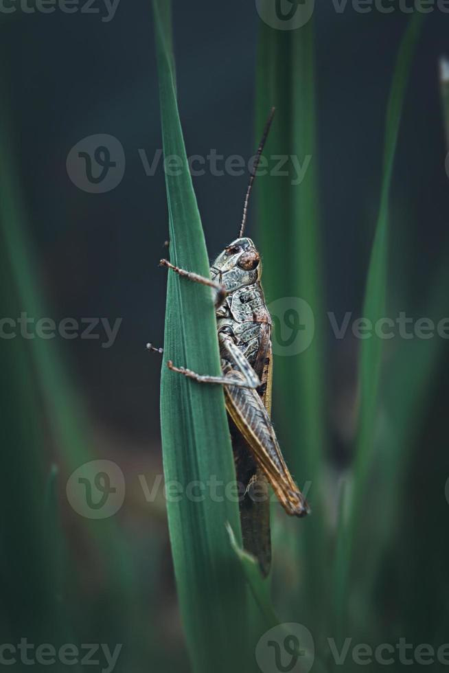 gräshoppa med ett klänge på gräs i makro foto