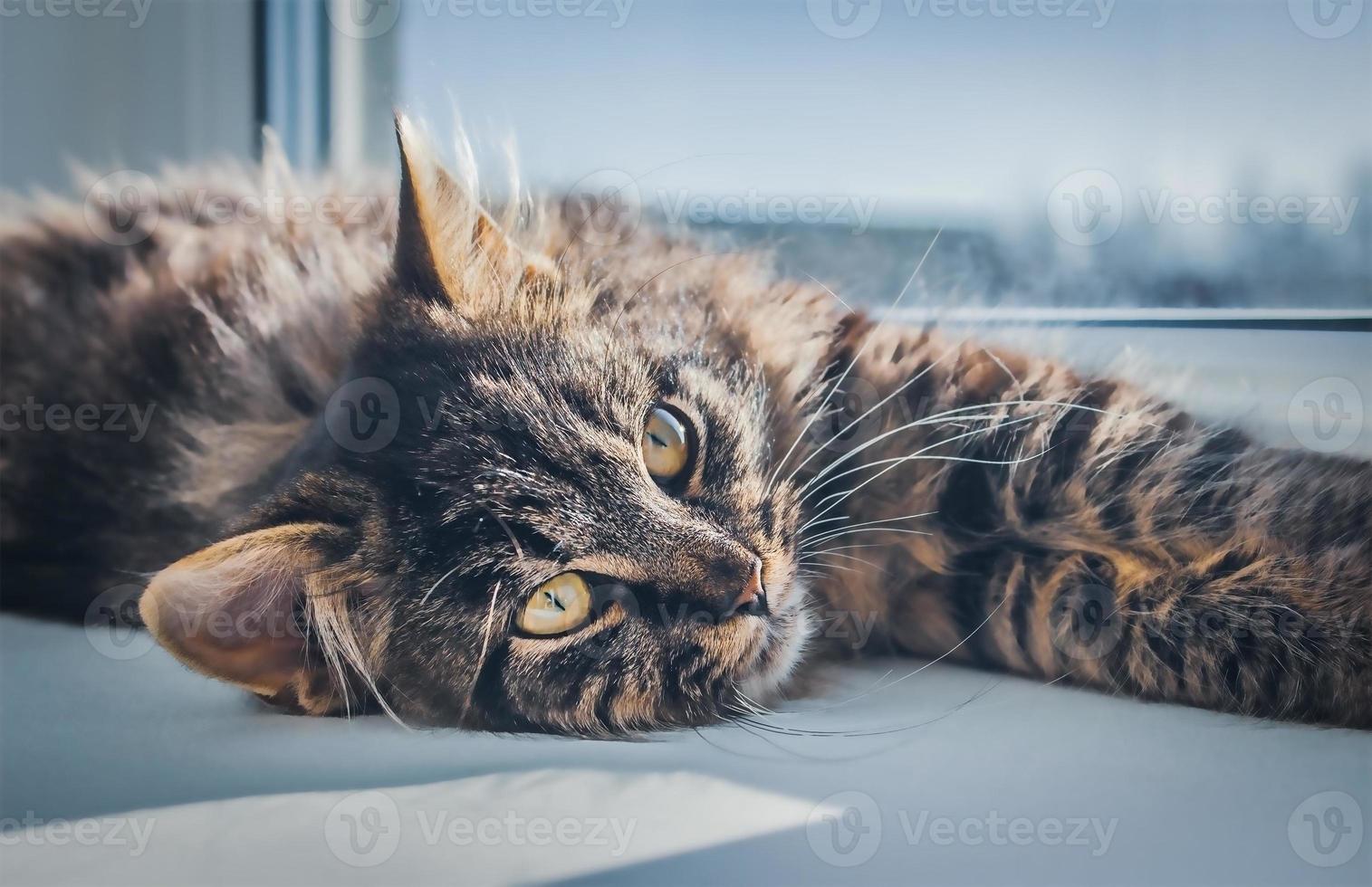 brun tabby katt lögner förbi de fönster foto