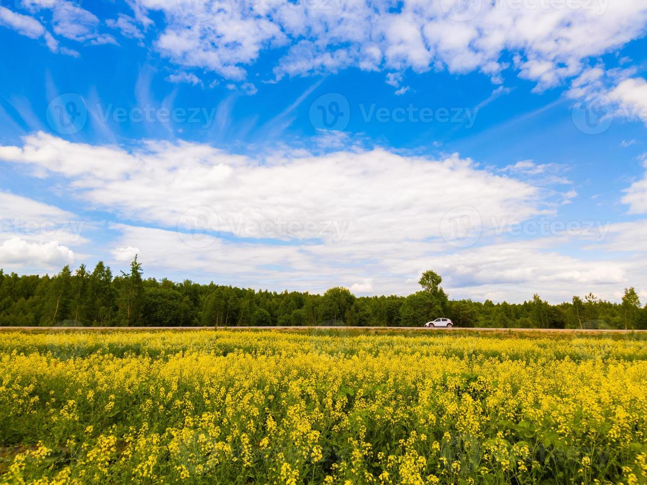 blomning raps fält och blu himmel med vit moln foto