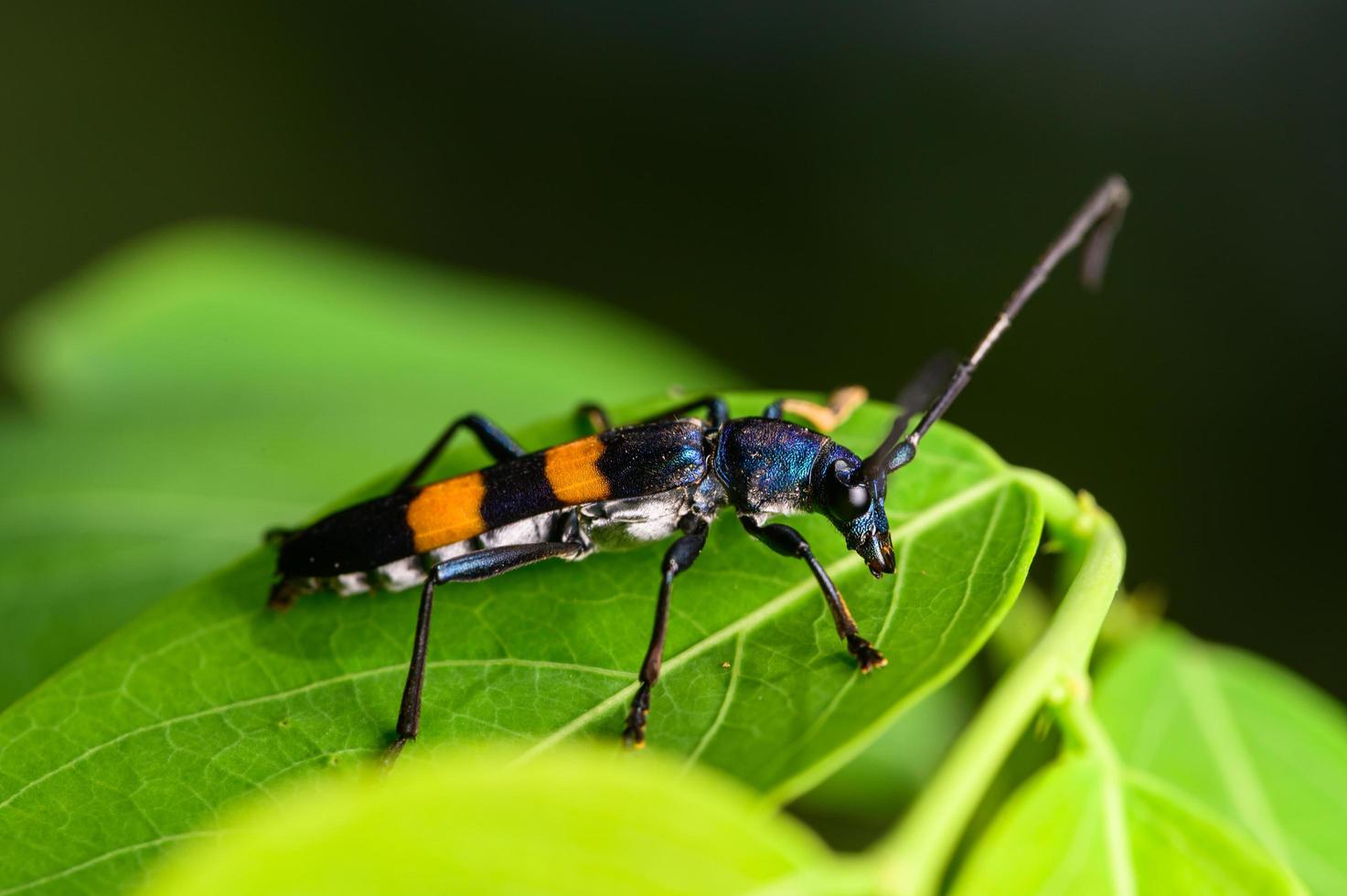närbild av ett insekt på ett blad foto