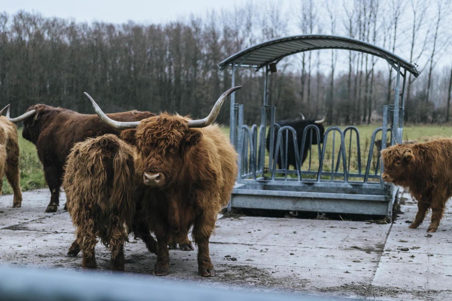 flock bison foto