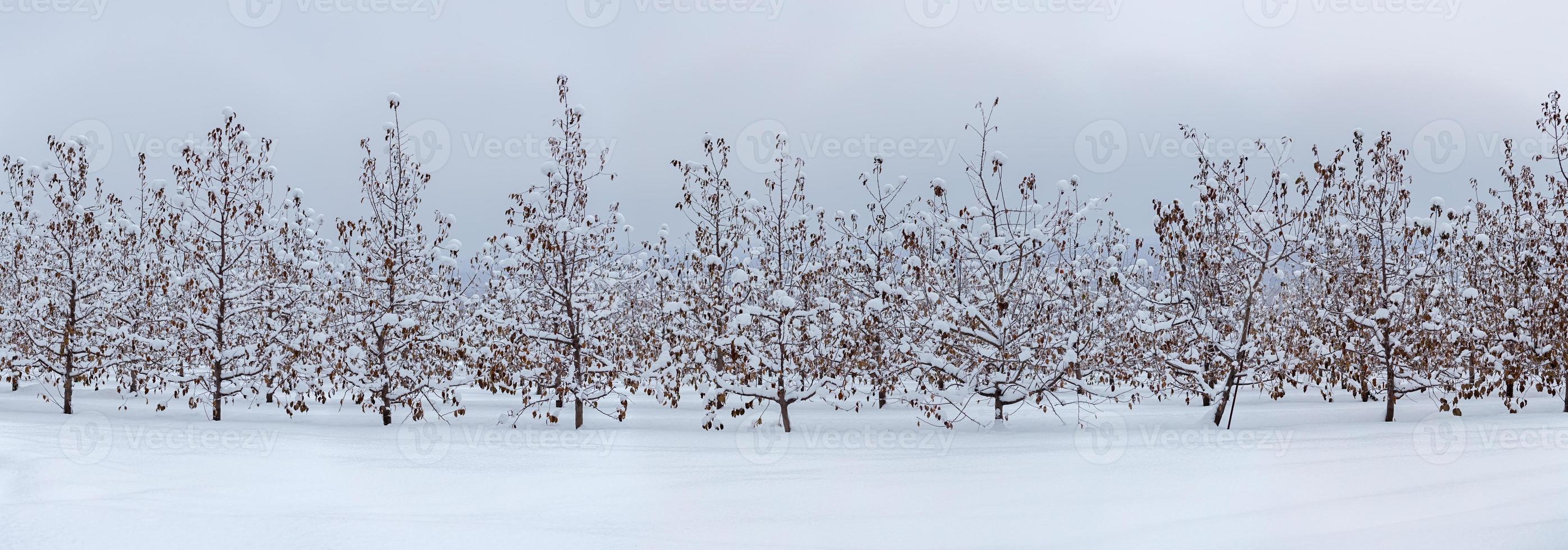 vinter- äpple trädgård panorama med snö på molnig dagsljus foto