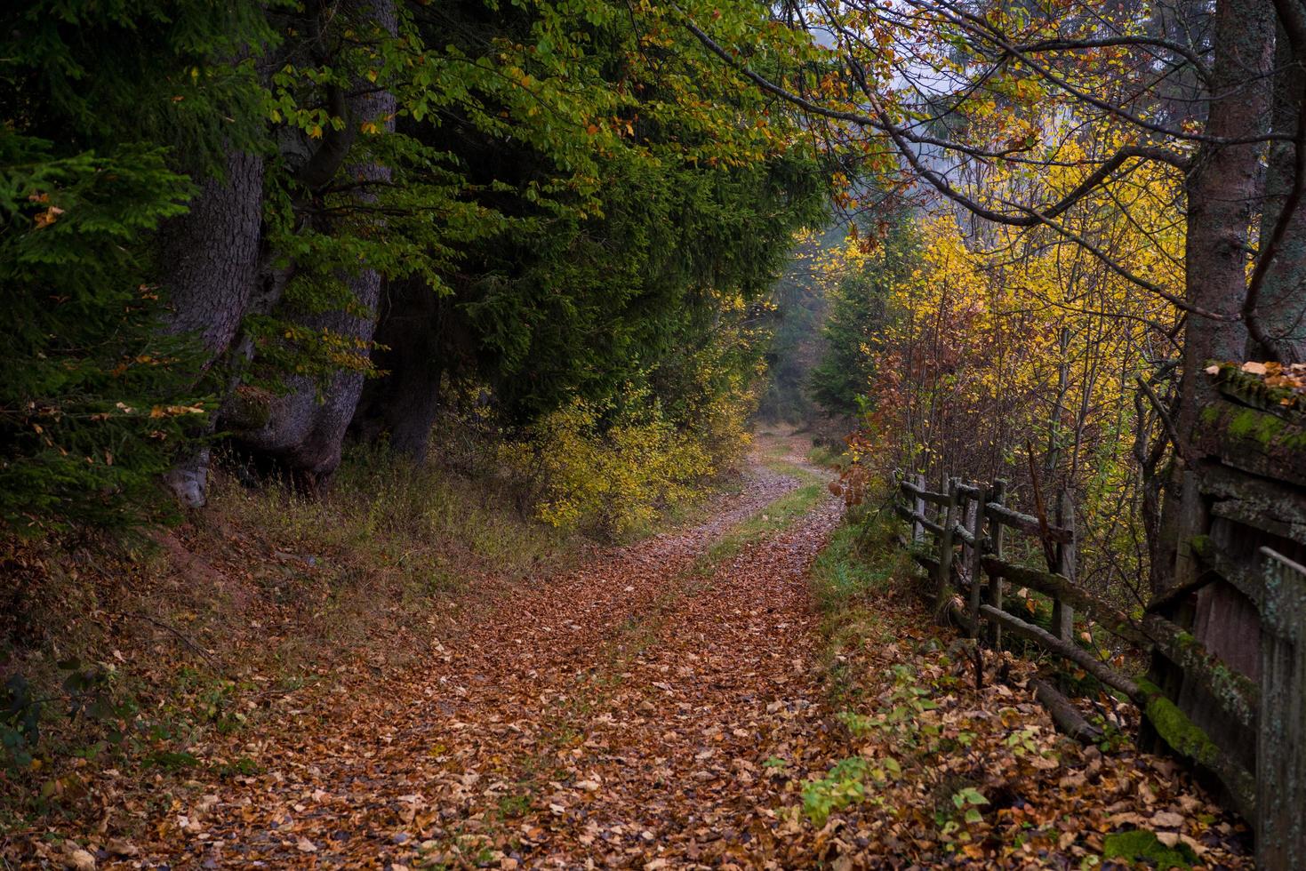 höstlig skog på en dimmig morgon- foto