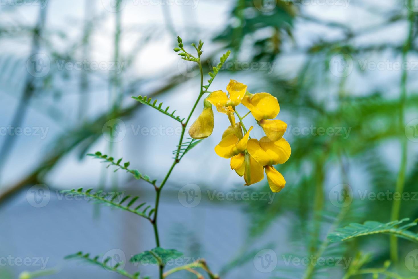 taggig sesban blomma, sesbanien bispinosa, familj fabaceae blomning på träd foto