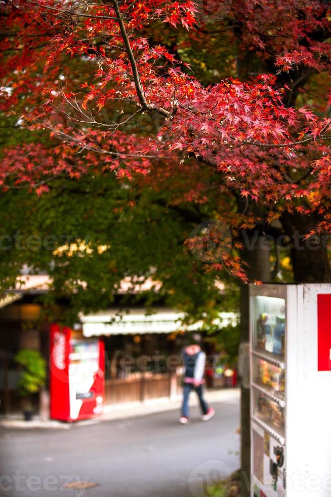 pittoresk scen av höst i japan foto